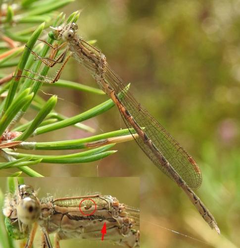 Réf. 281 064 : Sympecma paedisca